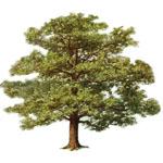 Construction National tree